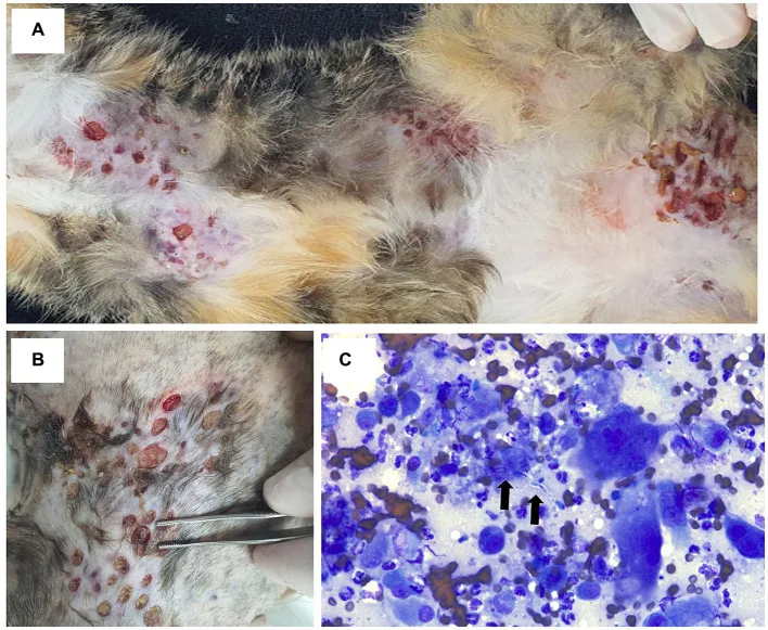 Multifocal ulcerated nodules on the cat's thorax, abdomen, flank, and limbs with serosanguinous discharge and yellowish grains on the surface
