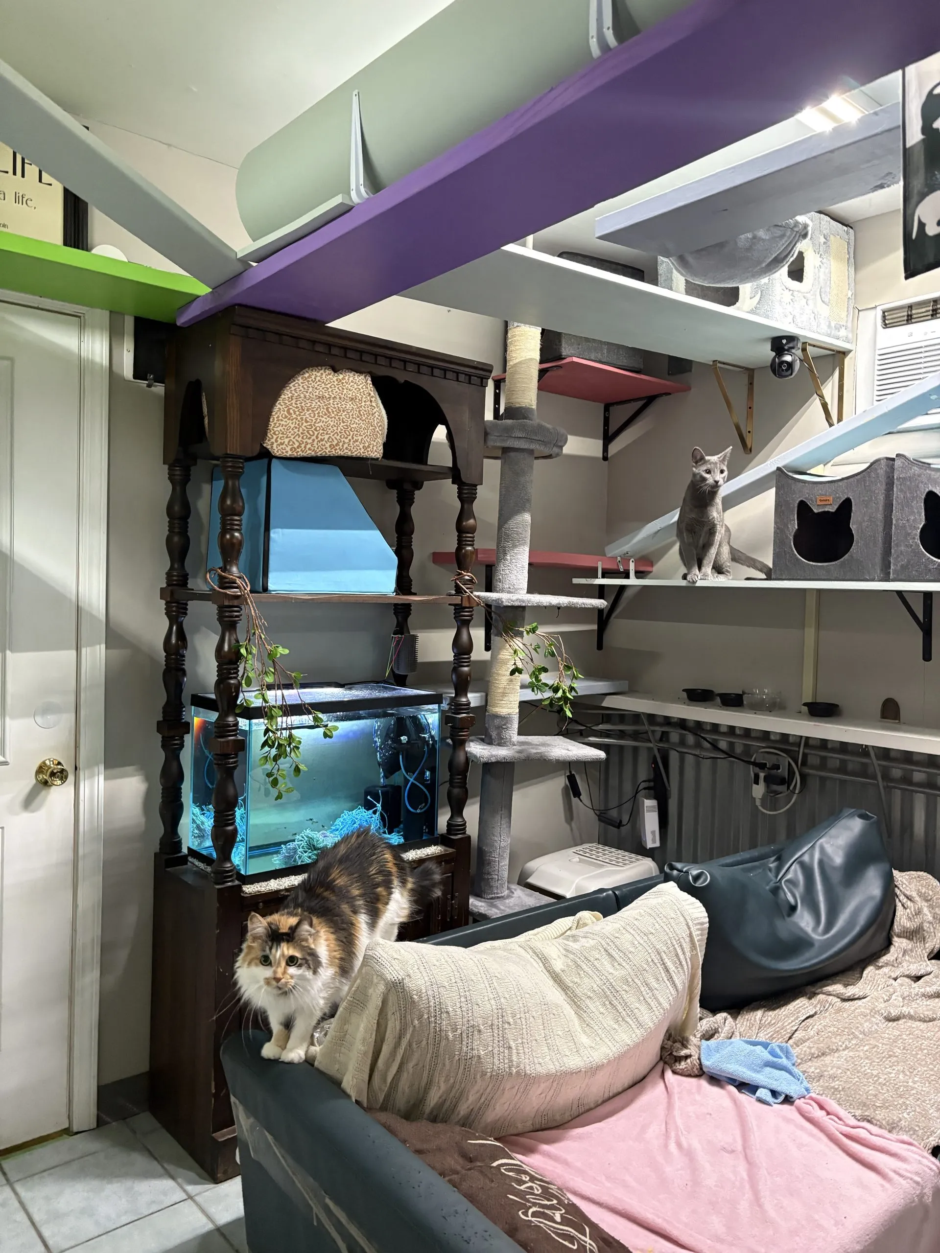Multiple cats relaxing and playing on extensive elevated shelves in a brightly lit group cat room.