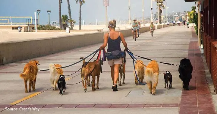 Multiple dogs happily walking on leashes with a dog walker in a natural setting