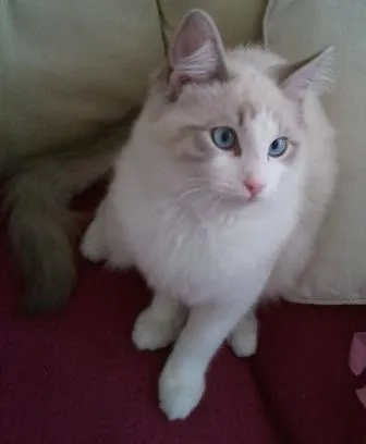 Mustafa Muezza, a Lilac Bi Colour Lynx, owned by Lora Falconer, sitting on red furniture