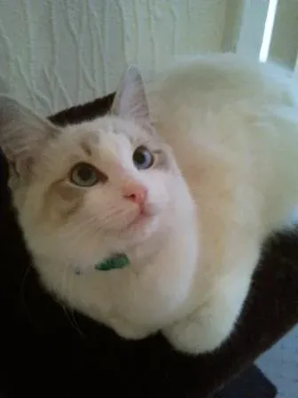 Mustafa Muezza, a Lilac Bi Colour Lynx, owned by Lora Falconer