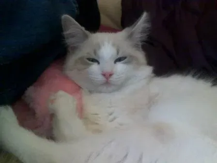 Mustafa Muezza, lilac bi-color lynx by Lora Falconer