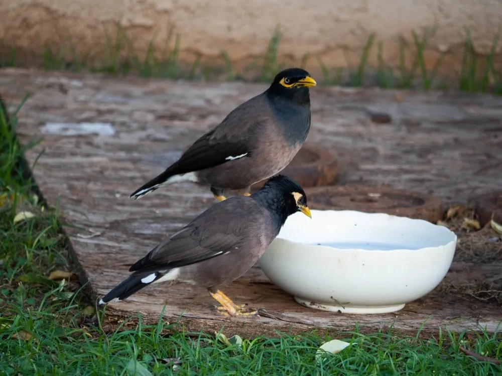 Myna 2 drinking water while Handsome guards the area