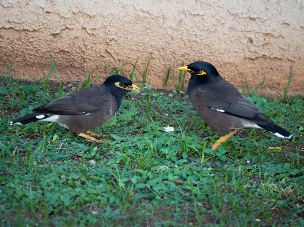 Myna 2 on the left and Handsome on the right