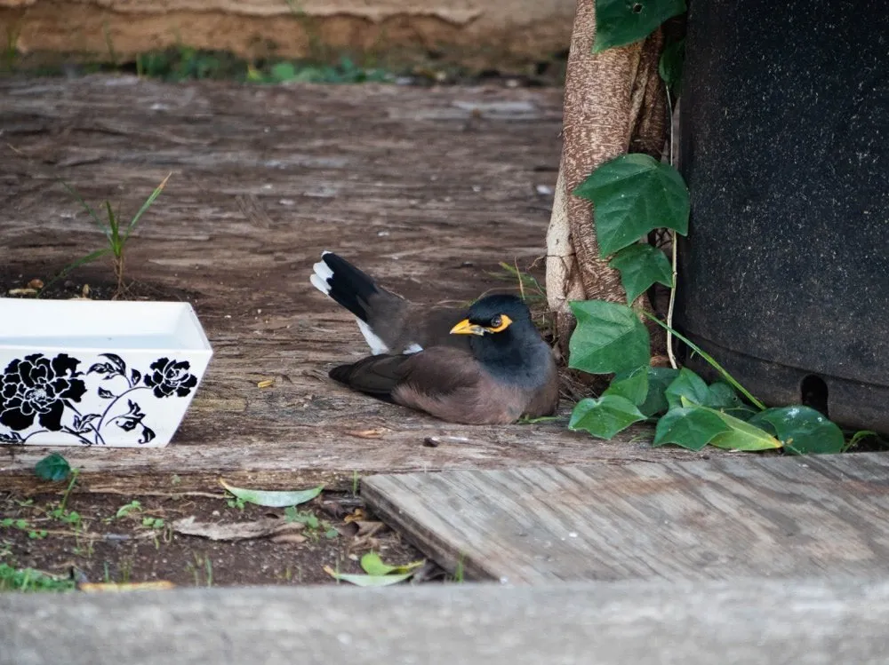 Myna 2 resting in a boat-shaped posture