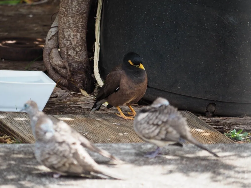 Myna 2 sleeping during the daytime