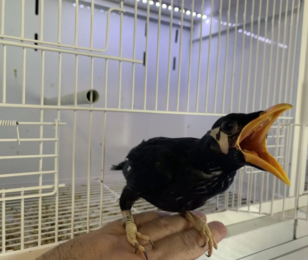 Mynah birds in a collection of available exotic species from a breeder