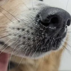 Nasal discharge often accompanies sneezing in dogs, indicating irritation or infection.