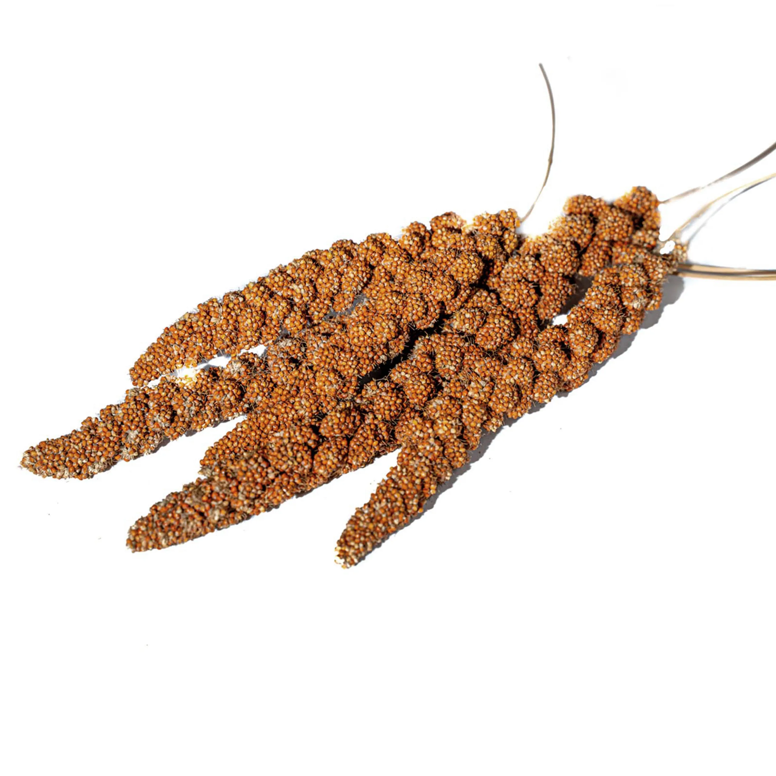 Natural Red Millet Sprays product image