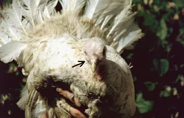 Nebraskan Spotted Turkey with Mycoplasma. Note swollen sinus (arrowed)