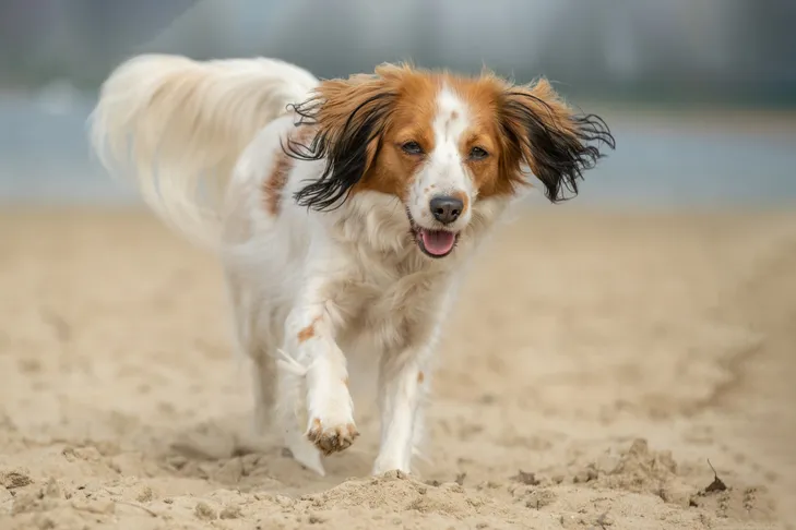 Nederlandse Kooikerhondje running on the beach.