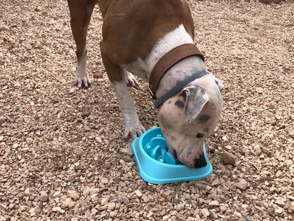 Nero, an intelligent shelter dog, engaging with the Smarter Paws Slow Feeding Dog Bowl, demonstrating its challenge