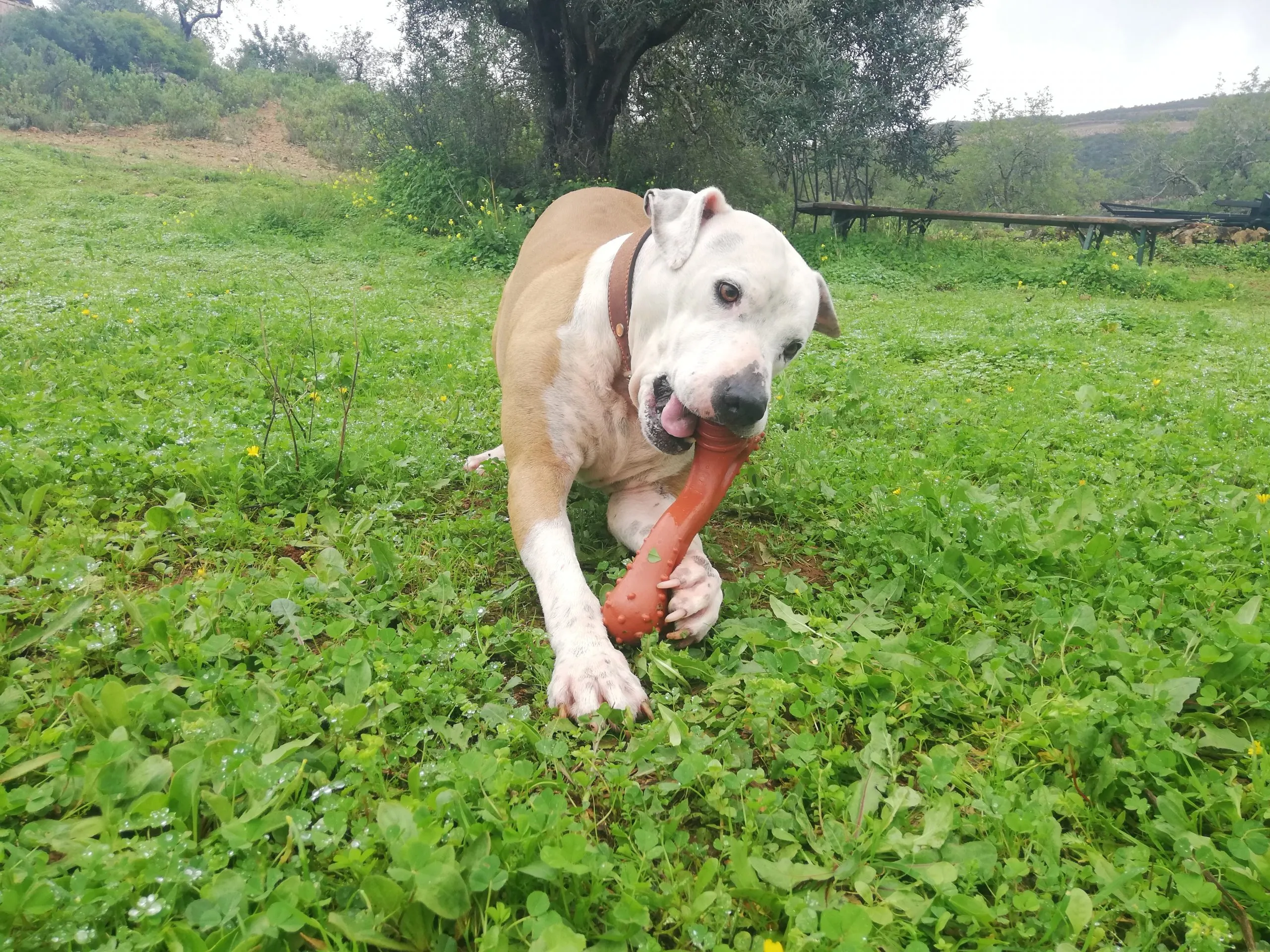 Nero is a handsome white Pitt Bull chewing on a large brown Nylabone toy