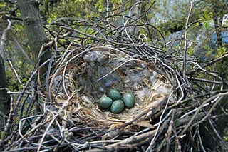 Nest
