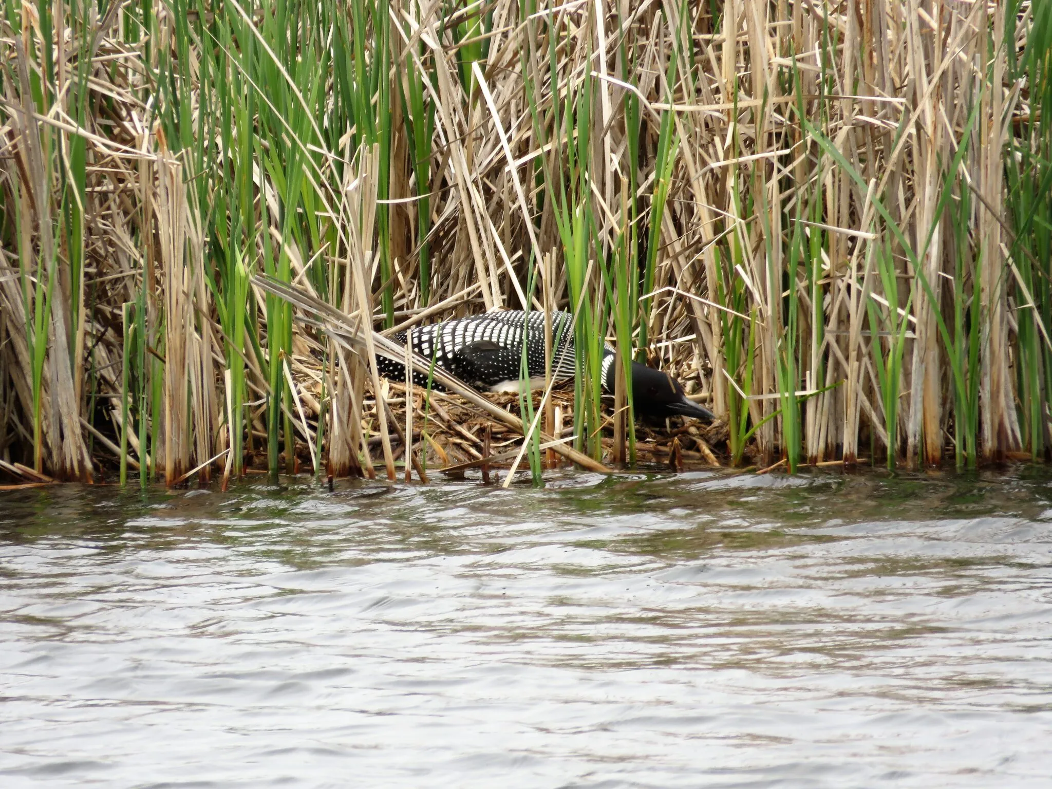 Nesting loon in hangover position, head lowered low over eggs
