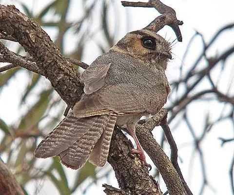 New Caledonian Owlet-Nightjar perched on a branch.