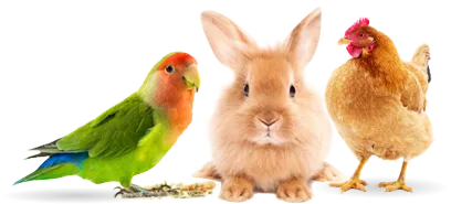 Newsletter subscription image featuring birds and small animals