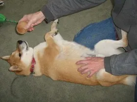 No biting on people. Shiba Inu Sephy is redirected onto a toy