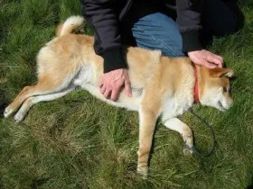 No rough play with people