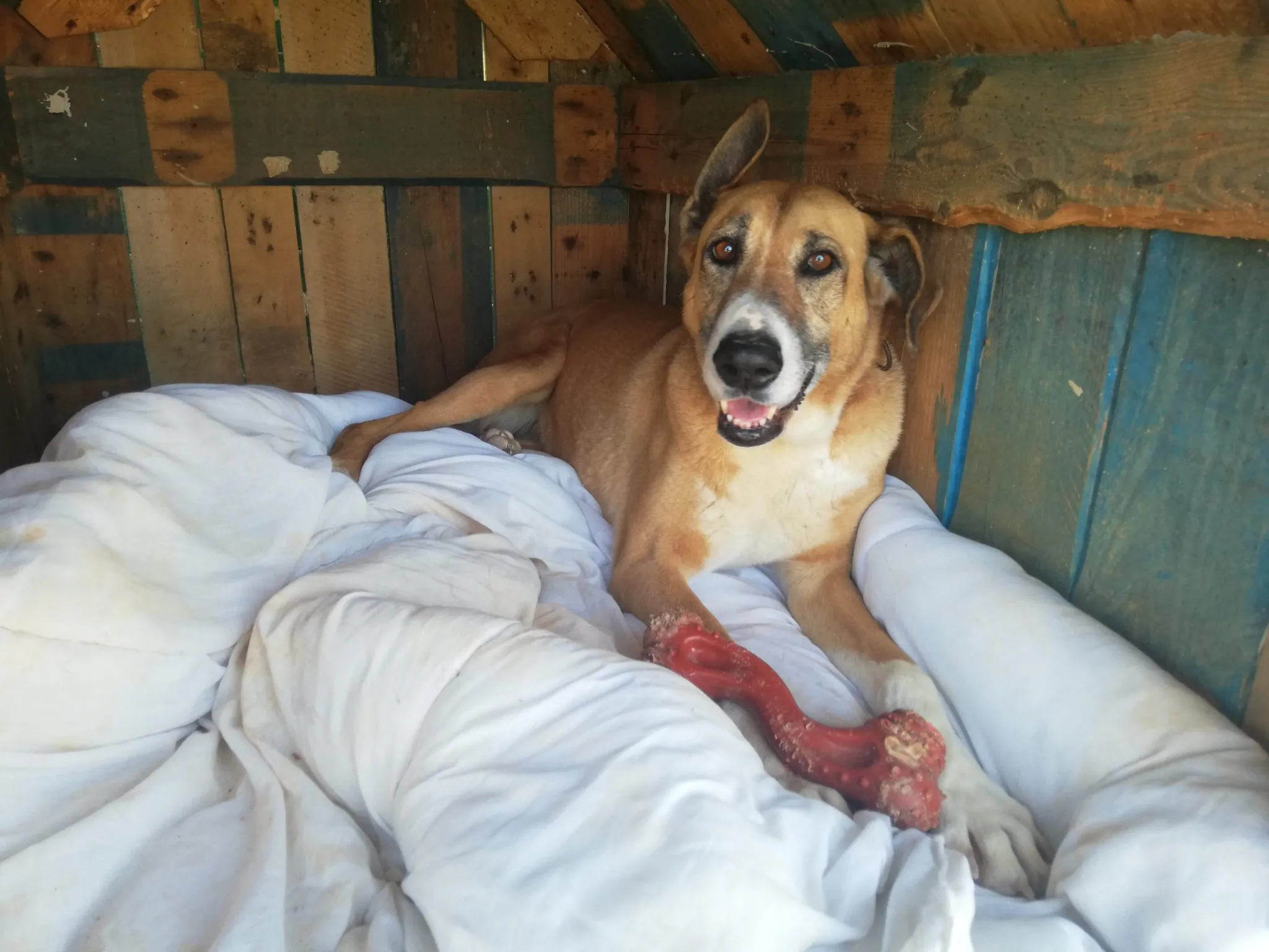 Nora engaged with Nylabone chew toy