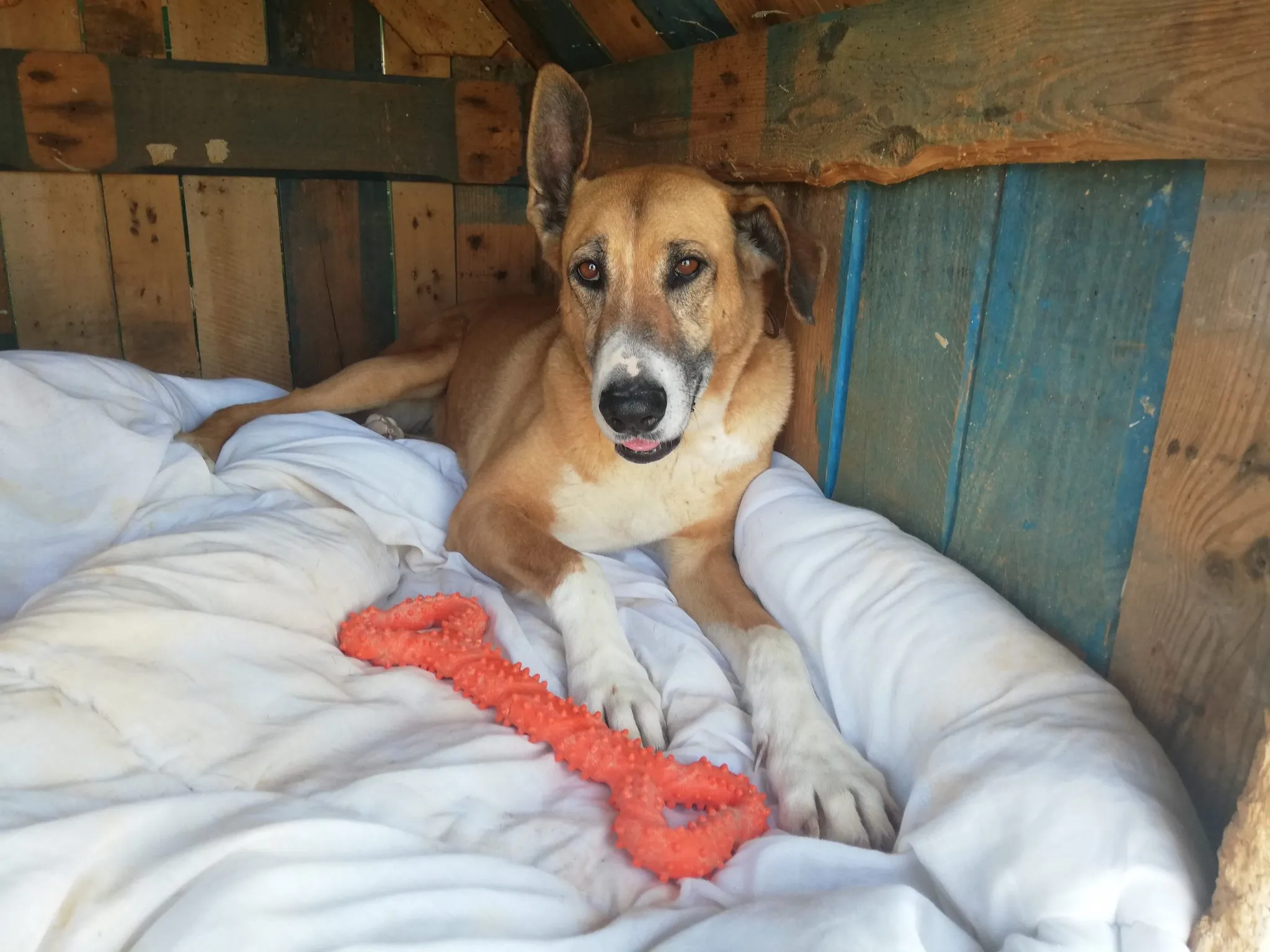 Nora with CyunCmay XL bone