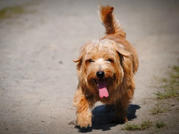 Norfolk Terrier in action on a hike