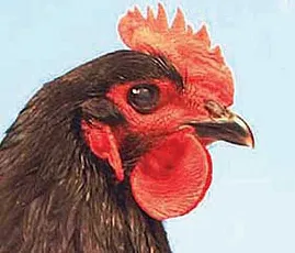 Normal chicken head: Australorp female