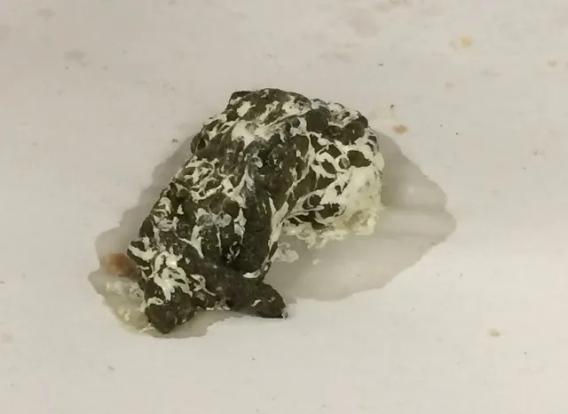 Normal parrot dropping showing feces, urates, and urine components