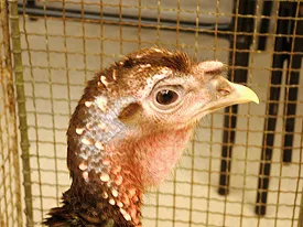 Normal turkey head (note quite sunken appearance): Bourbon Red female