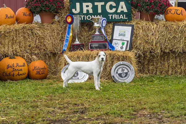 Northgate Tyler, the 2021 JRTCA National Working Terrier Champion