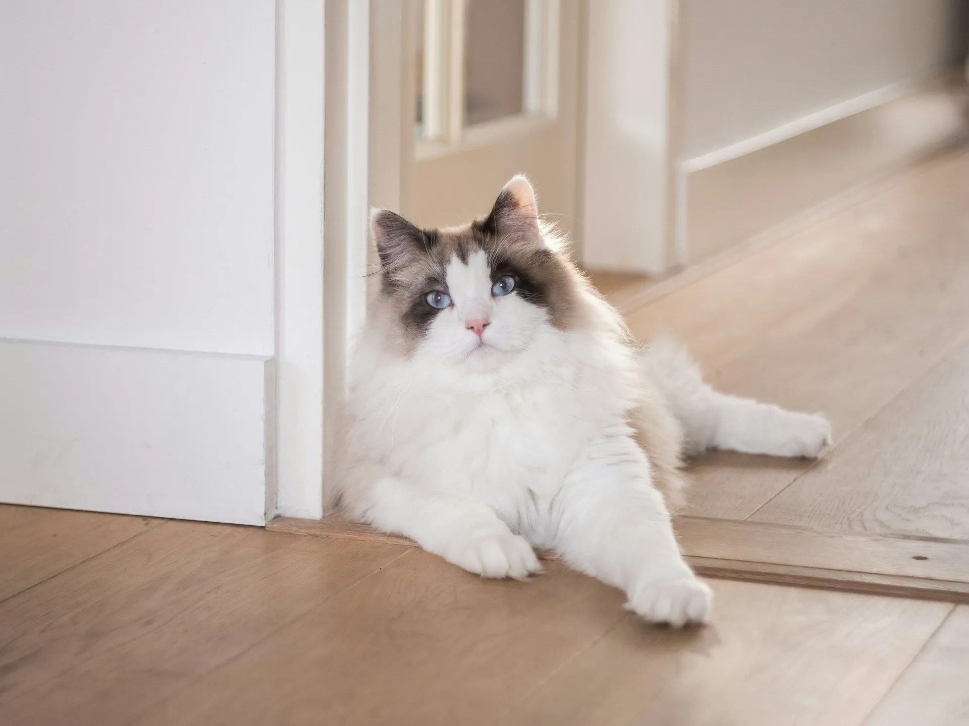 Norwegian Forest Cat White