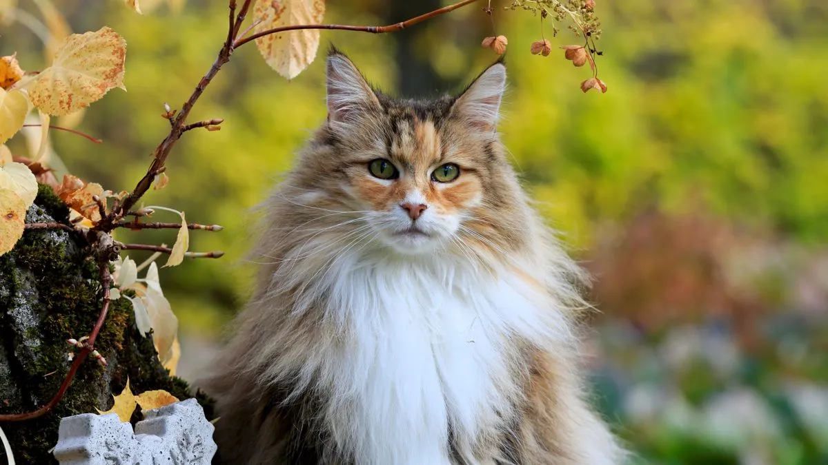 Norwegian Forest Cat