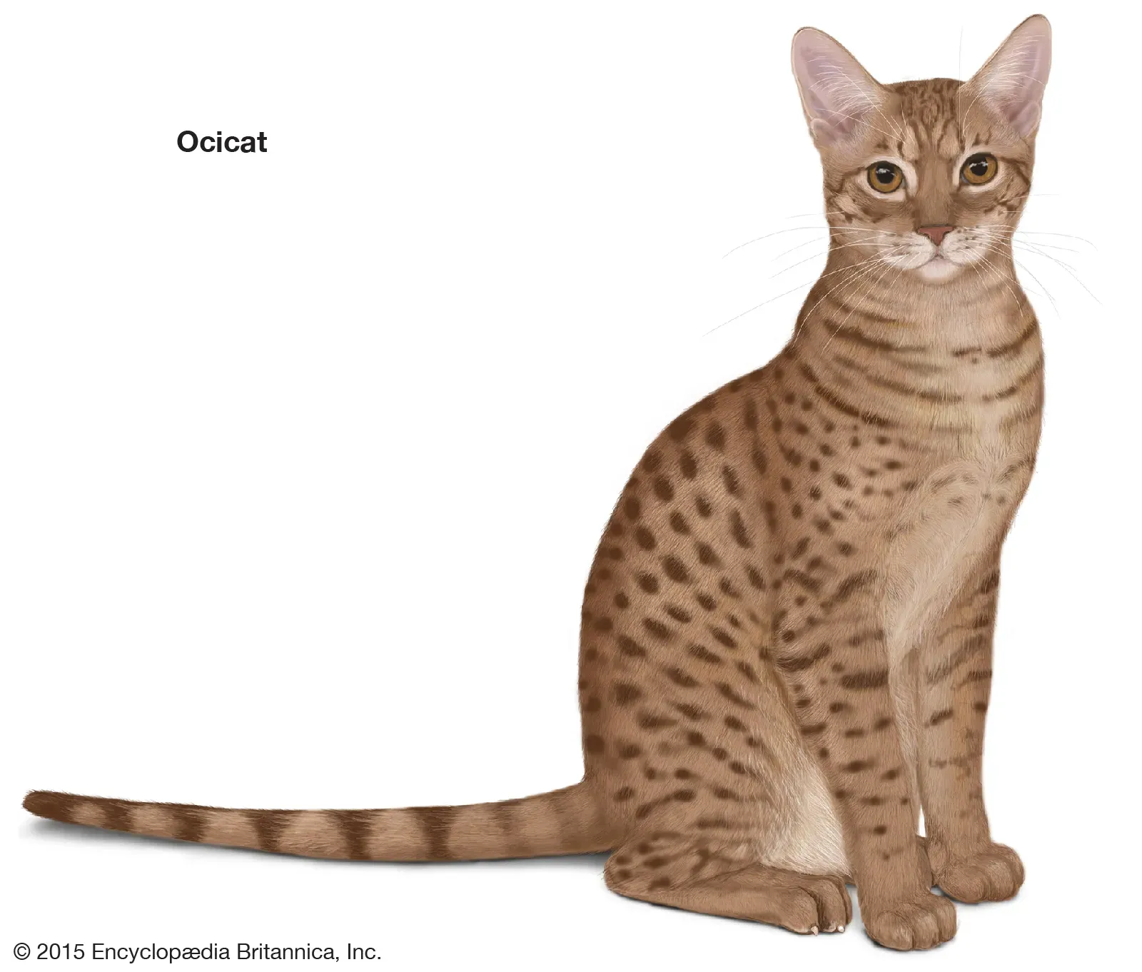 Ocicat cat bred for wildcat-like spotted patterns