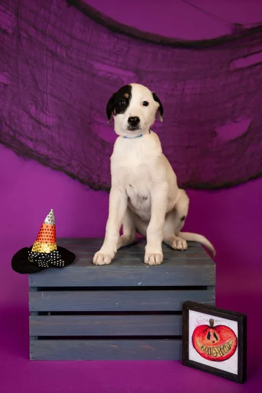 Odie (#935-25), shy but loving Border Collie German Shepherd Mix male puppy, 17 weeks