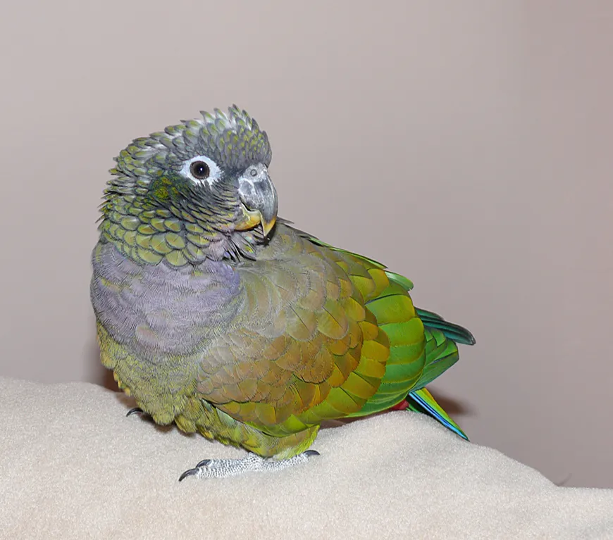 Ofoti, a Maximilian’s male Pionus, highlighting talking potential