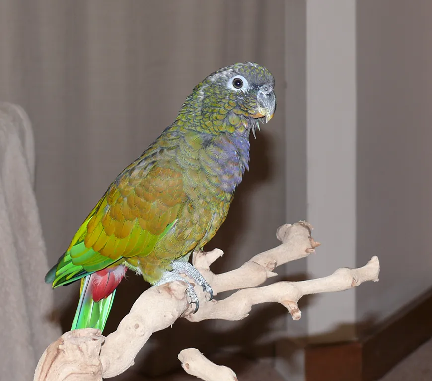 Ofoti the Maximilian’s male Pionus in detail