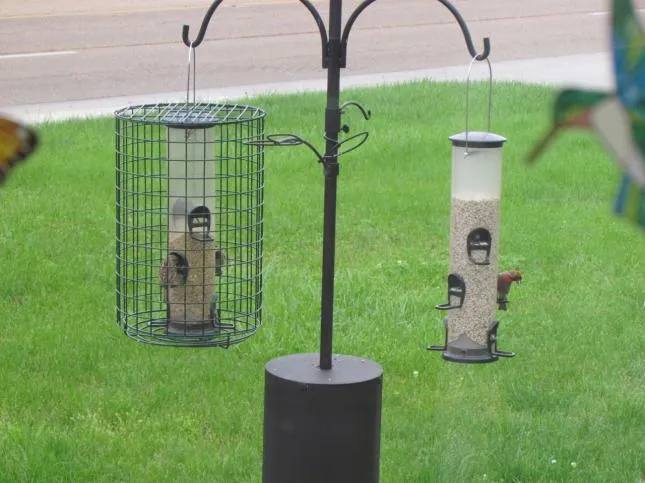 On-Guard cage protector for tube feeders paired with safflower seed to deter blackbirds