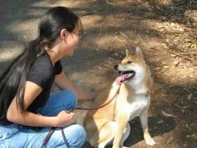Once I was able to control my fear and remain calm, things improved significantly with my Shiba Inu