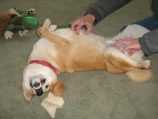 Only give our Shiba Inu attention when he refrains from bad Shiba behaviors