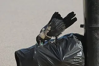 Opening garbage bag