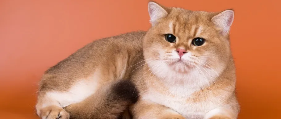 Orange British Shorthair cat with dense, low-shedding coat