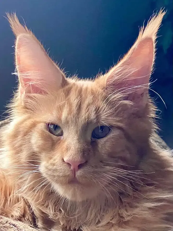 Orange Maine Coon cat with furry ears and playful expression