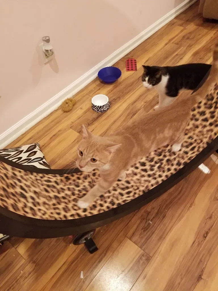 Orange tabby cat walking on cat wheel.