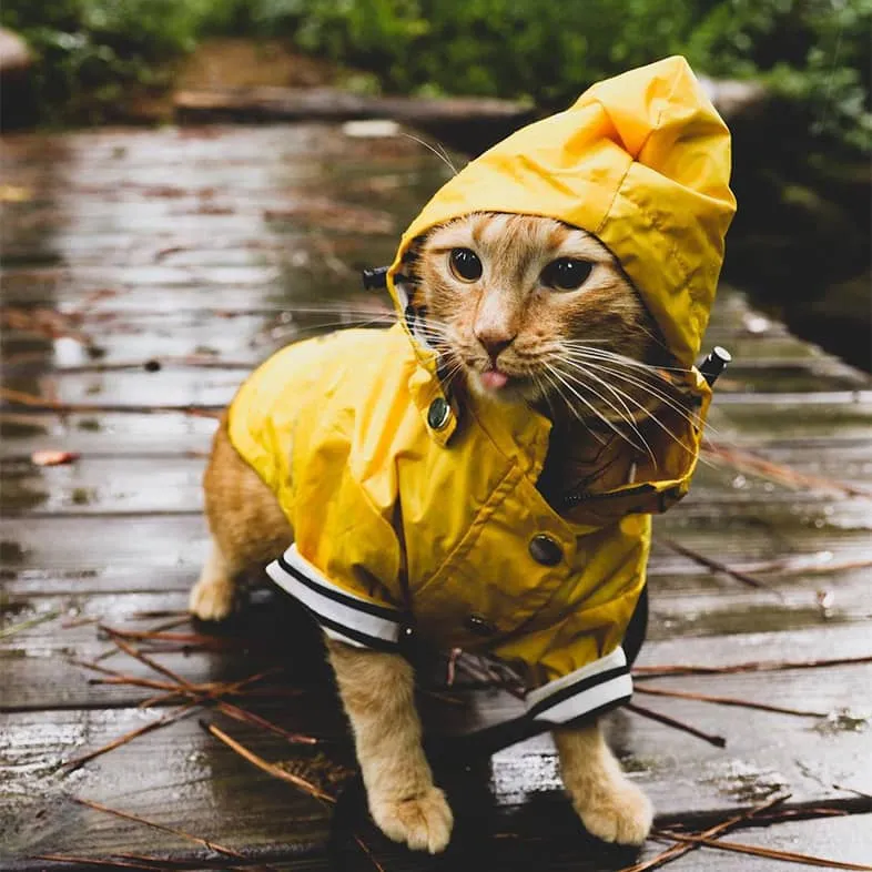 Orange tabby cat wearing yellow rain poncho standing on wooden deck in rainy forest with pinecone