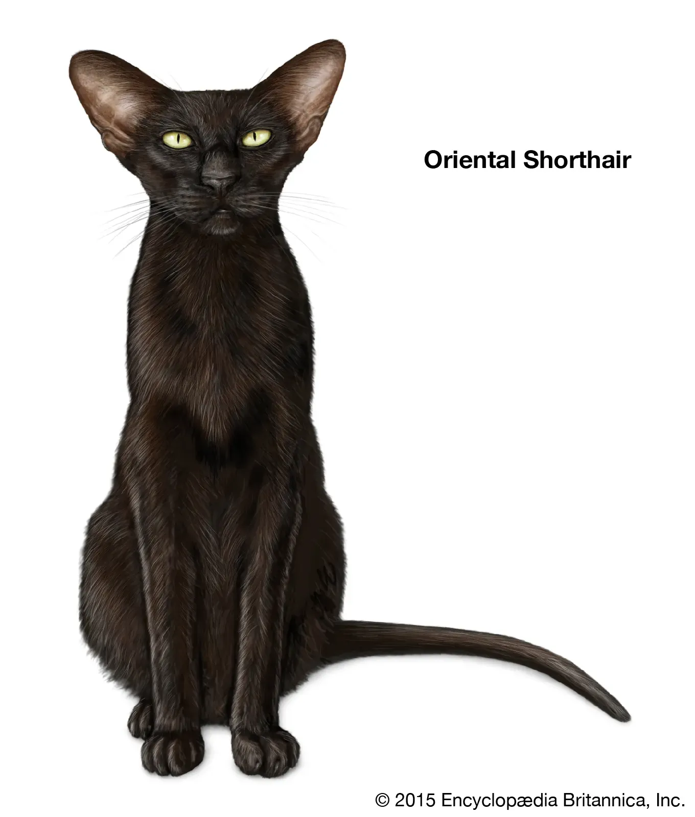 Oriental Shorthair cat in various colors and sleek body