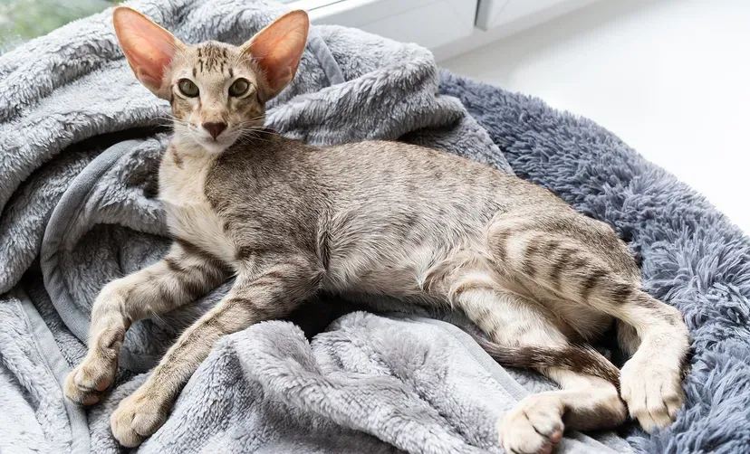 Oriental Shorthair cat with oversized ears and sleek body