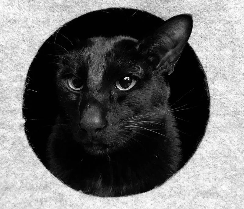 Oriental Shorthair mixed breed cat with sleek coat and pointed ears