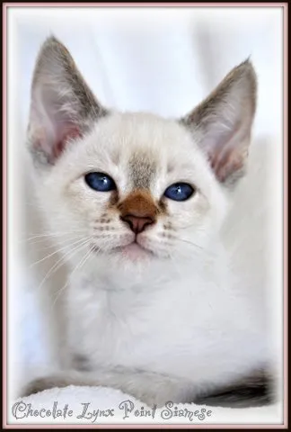 Oriental Shorthair variety