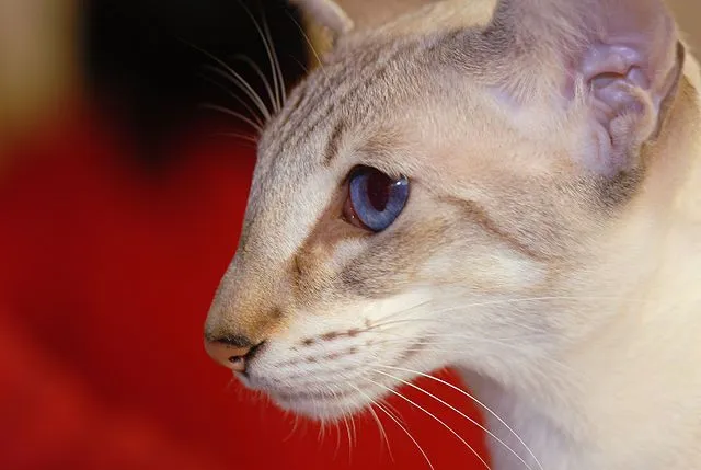 Oriental Shorthair White Cat
