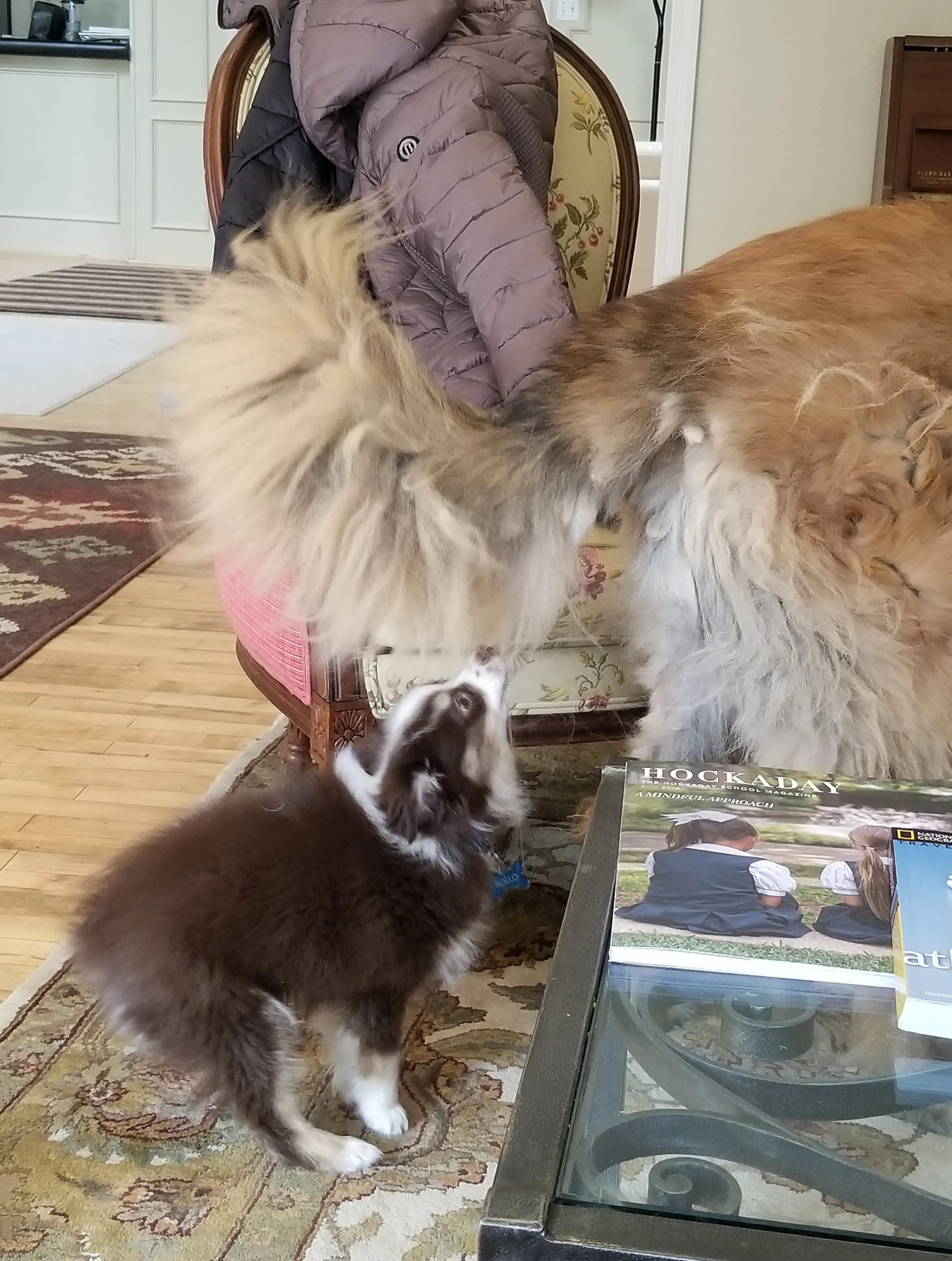 Our Australian Shepherd, Rollo, a mini-Aussie, is playfully tugging on the tail of a much larger, patient Leonberger.